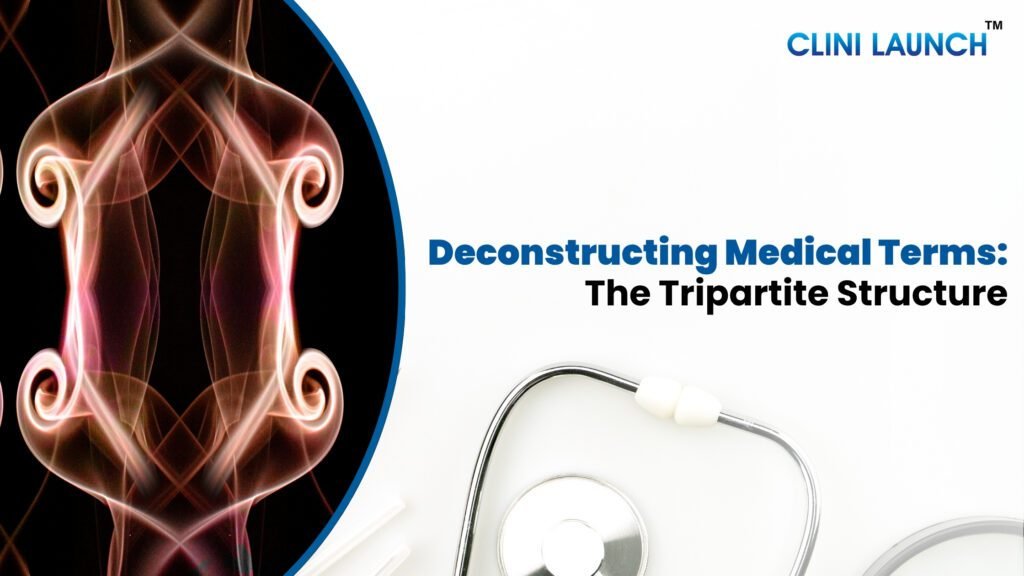 Deconstructing Medical Terms: The Tripartite Structure